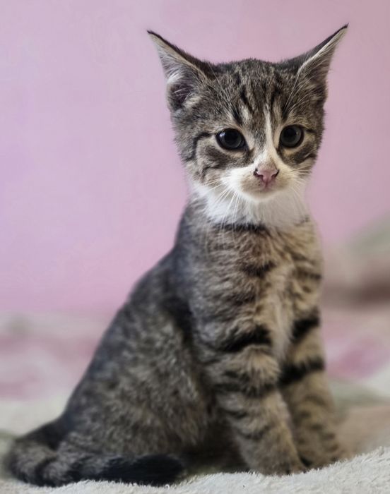 Гарненьке кошенятко хлопчик