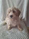 Maltańczyk pudel-maltipoo