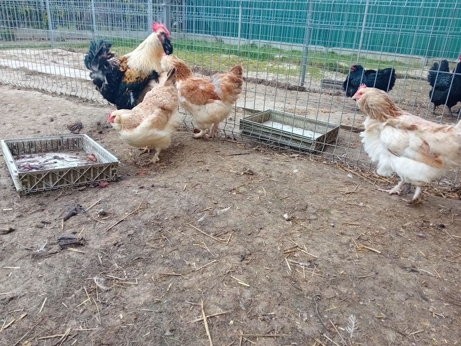 Jaja lęgowe, pisklaki kur ozdobnych rasy Fawerolla łososiowa