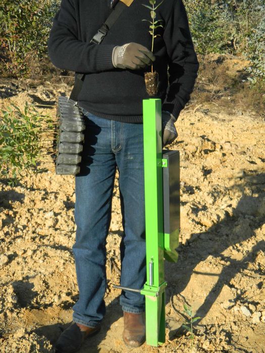 Plantador de eucaliptos ou florestal