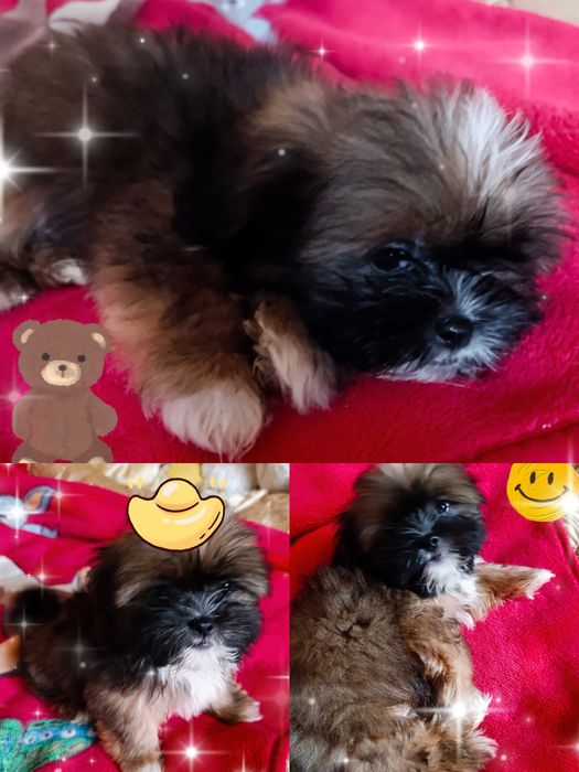 Маленький красунчик Ши-тцу, 3 місяці, Київ