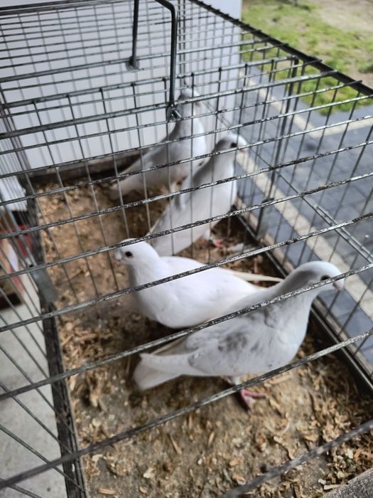 Gołębie ozdobne różne