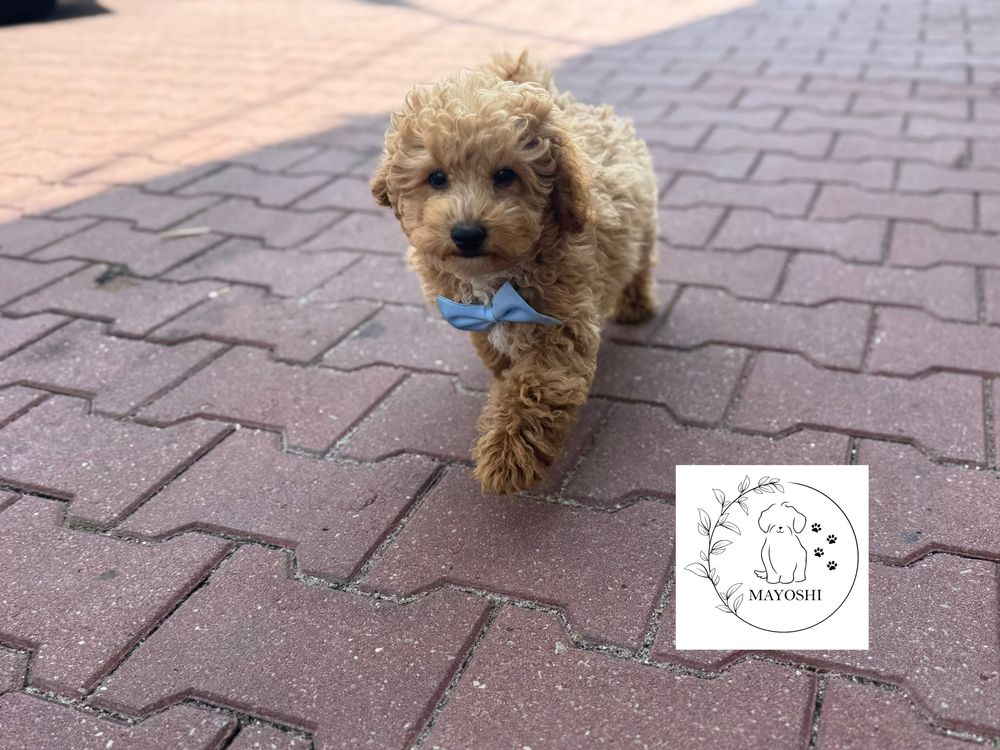 Biszkopt Samiec Odbior Maltipoo F1b Wyprawka Badania genetyczne