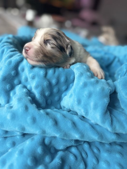 Owczarek Australijski Aussie suczka Blue Merle