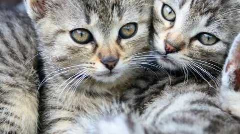 Kotki młode do oddania w dobre ręce Pilne