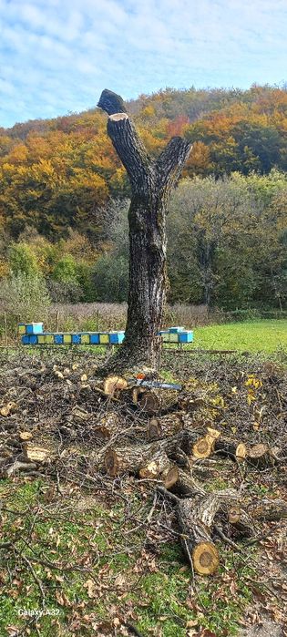 Вирізка дерев та чистка території від чагарнику!