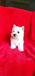 West Highland White Terrier