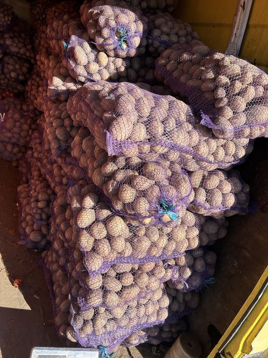 Продам картоплю картошку с доставкою під будинок 16гр від 200 кг-14 гр