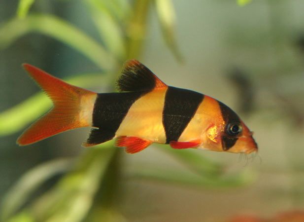 Bocja wspaniała Chromobotia macracanthus