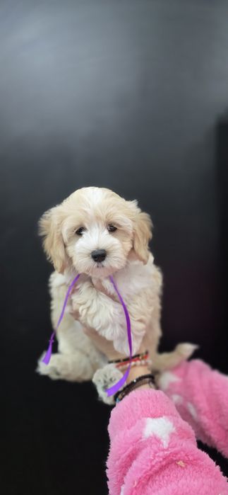 maltipoo szkolenie test campbella 10/10 pudel malti