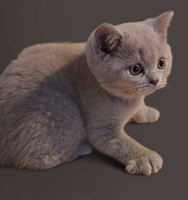 British Shorthair lilás macho com Lop