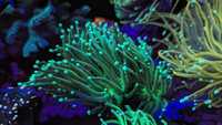 Euphyllia glabrescens zielona 2glowa LPS