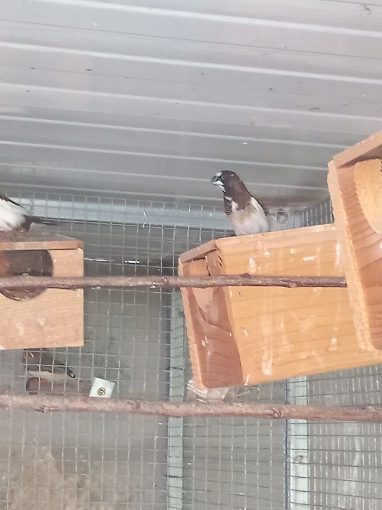 Vendo várias aves
