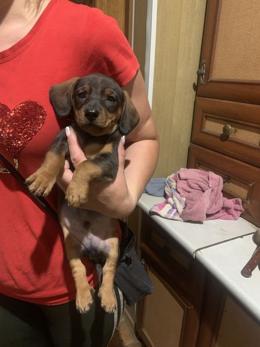 Продам щенят Таксенят