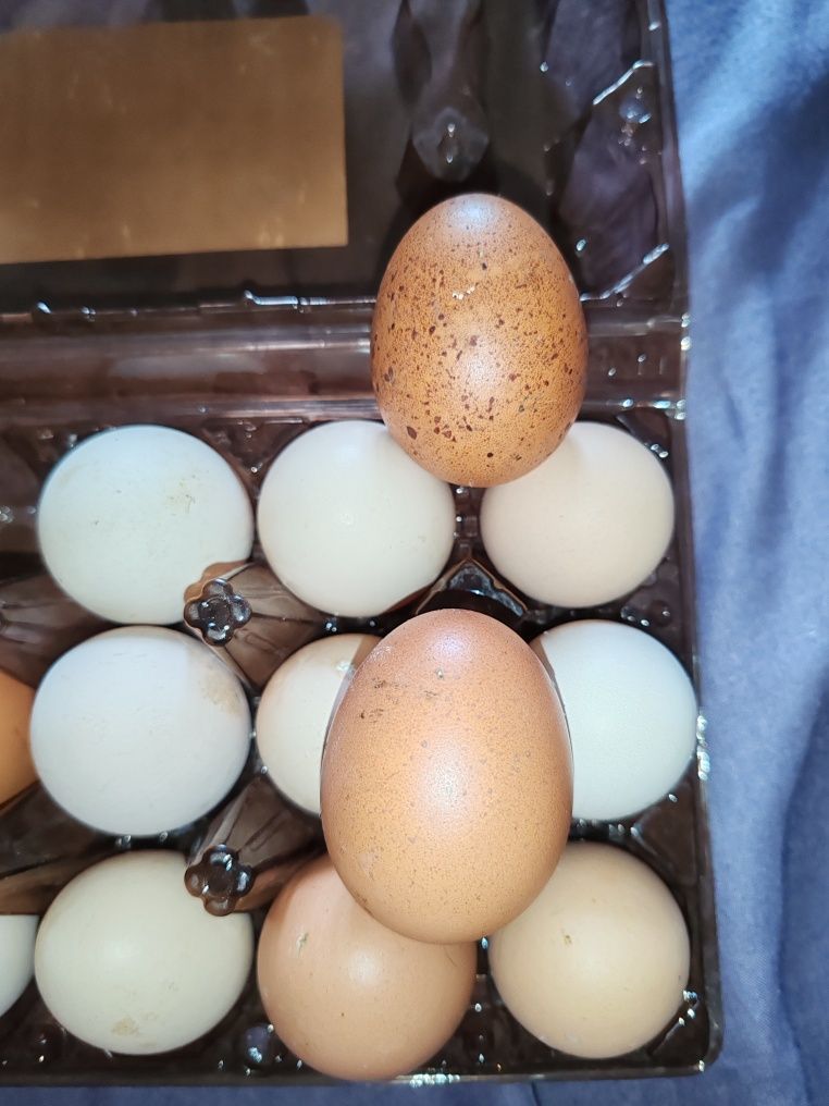 Продам яйца куриные домашние