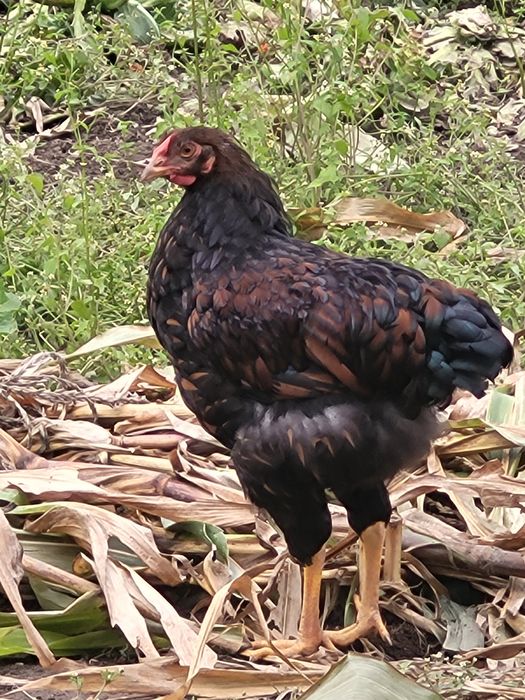 Wyandotte - sprzedam koguty