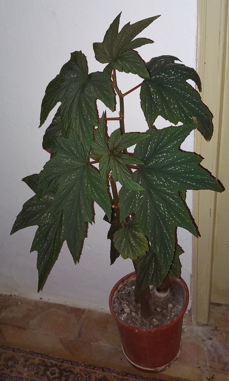 Planta Begónia 8€