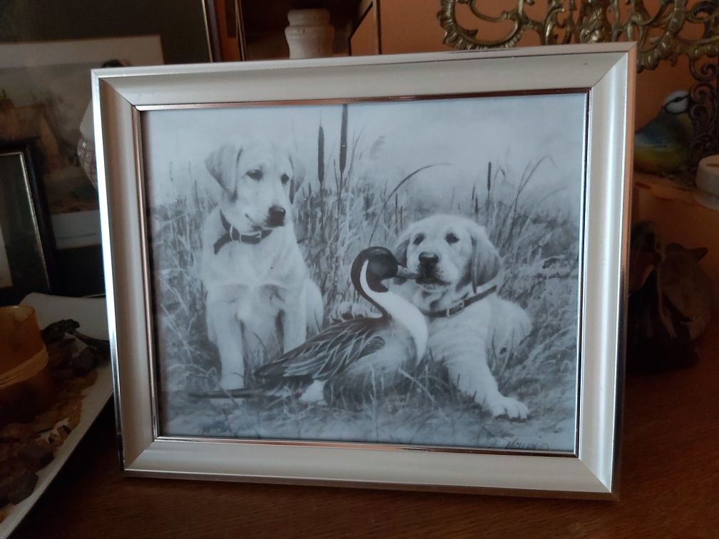 Grafika myśliwska łowiecka polowanie labrador retriever i kaczka.