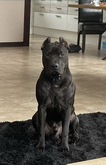 Pilnie szuka nowego domu American Pit Bull Terrier Brązowy