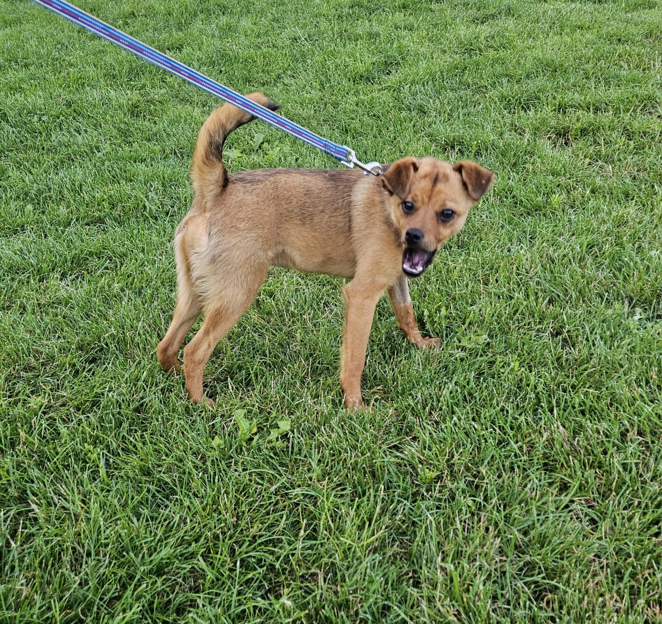 Giulia, cudowna młoda suczka do adopcji, pies, suka, adoptuj
