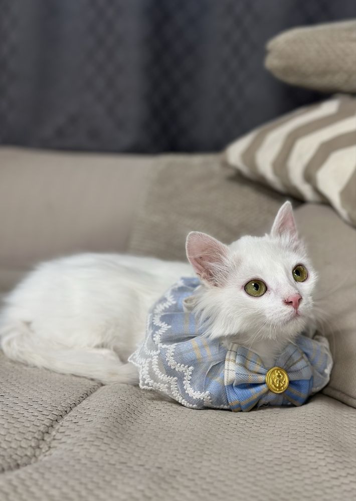 Котик в добрі ручки 5 місяців