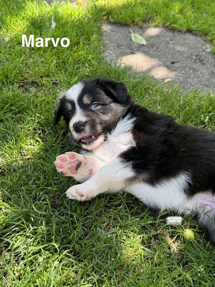 Szczeniaki Border Collie ZKWP FCI Klasyczne Ubarwienie