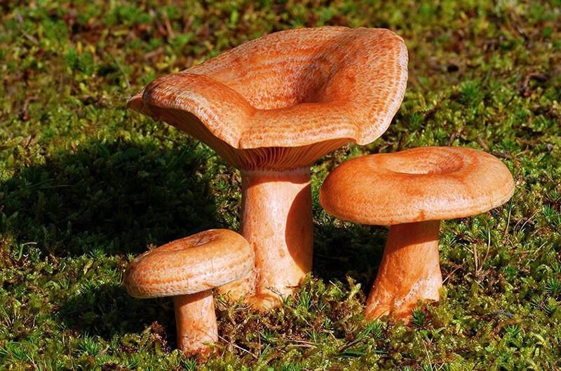 Гриби мариновані, Грибочки Маслята, Підосичники, Грибний паштет