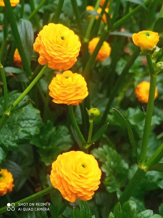 Хоста, лютики, гибискус, юкка, папоротник и др.