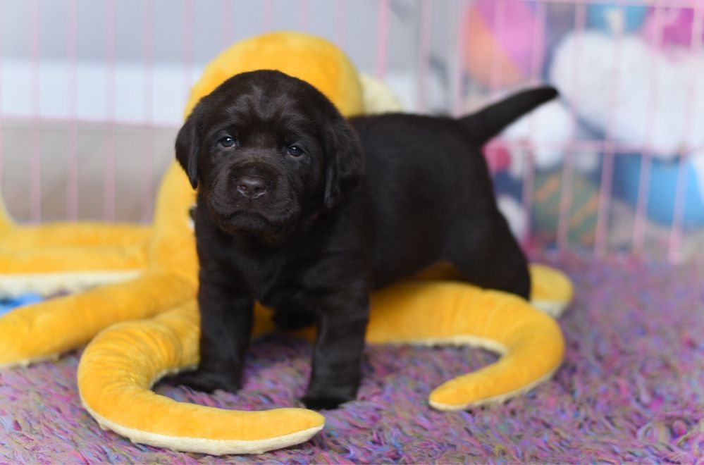 Labrador Retriever czekoladowe - piesek gotowy do odbioru