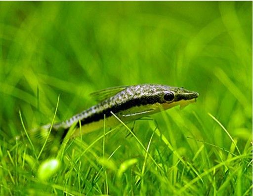 Otosek Otocinclus przyujściowy na glony