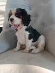 Cavalier King Charles - piesek !