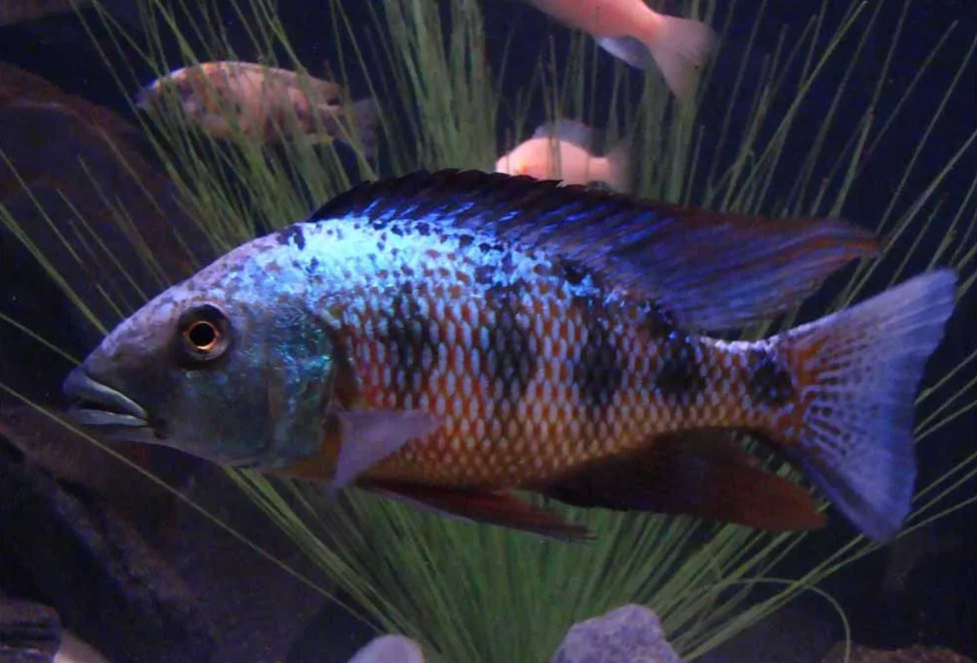 Fossorochromis rostratus - dowozimy, wysyłamy