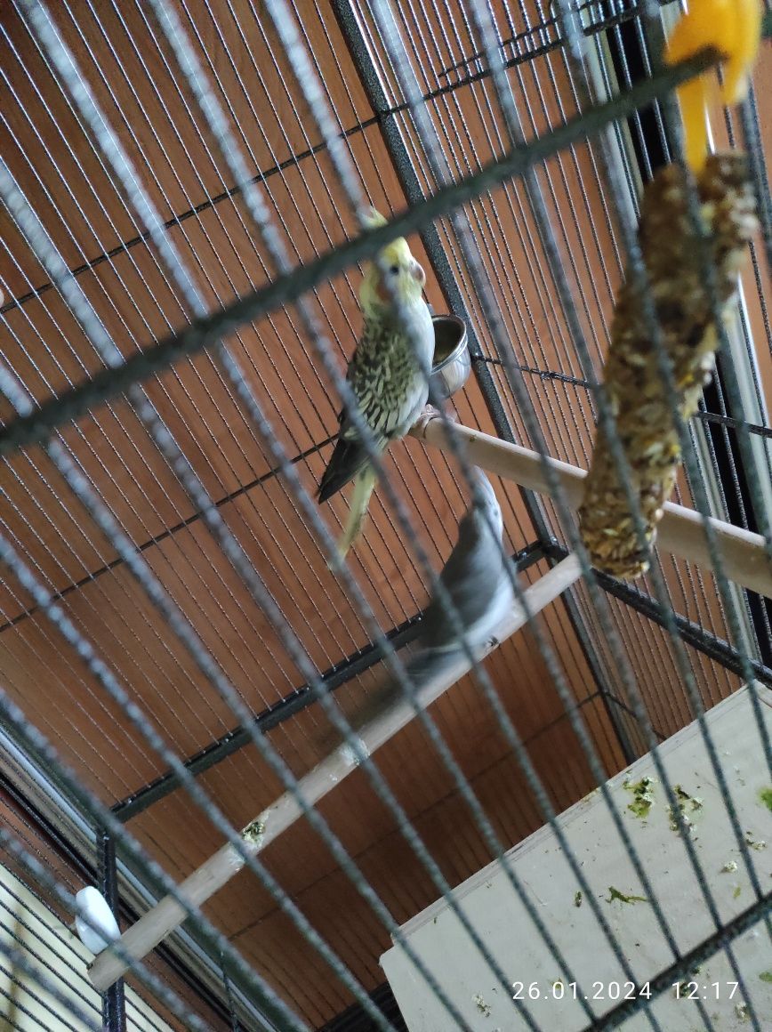 Papugi nimfy i jajeczka :)z klatką