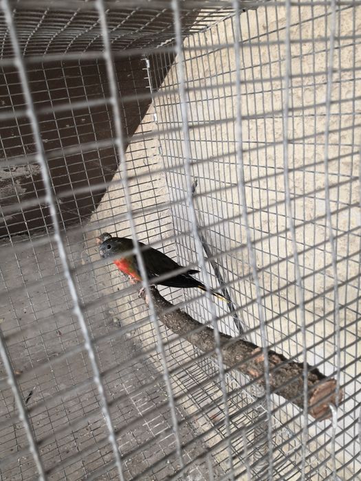 Vendo neofema fêmea