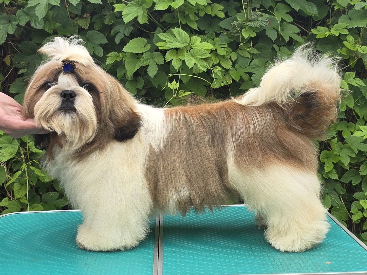 Piesek Shih tzu ZKWP