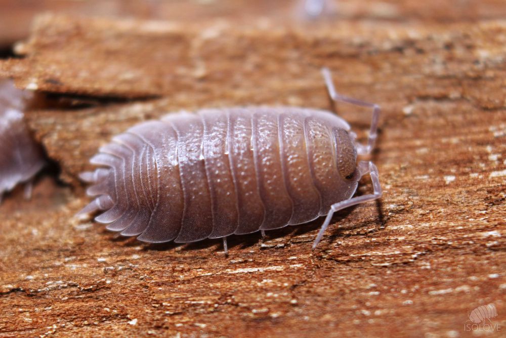 Porcellio baeticensis "violet", równonogi, prosionki, isopoda