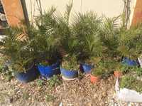 palmeiras vaso plantas