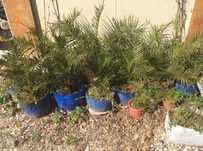 palmeiras vaso plantas