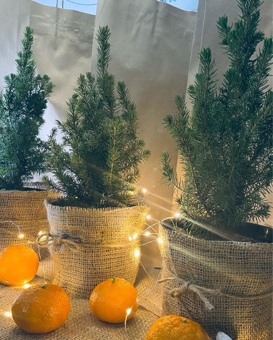 Справжня новорічна ялинка для Вашого свята! Жива ялинка у горщику! h40