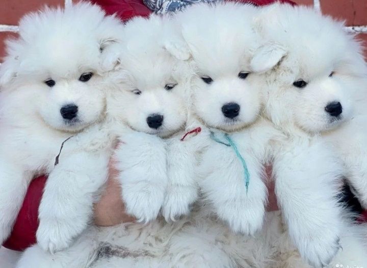 Gdynia Samoyed Samojed szczenię