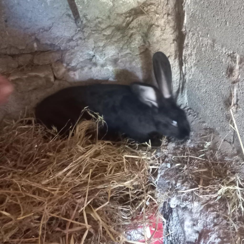 Gigante borboleta puros com várias idades