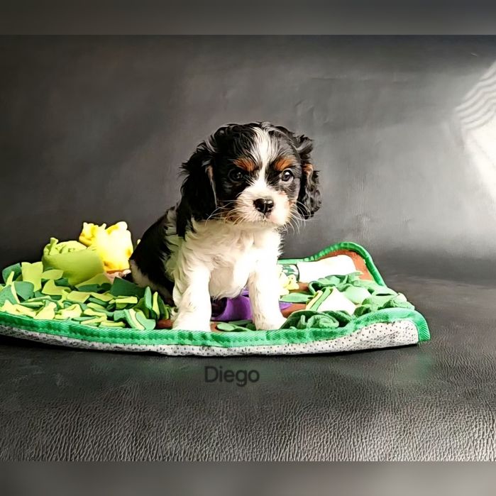 Cavalier King Charles Spaniel Kochany piesek