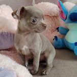 liliowy chłopczyk chihuahua