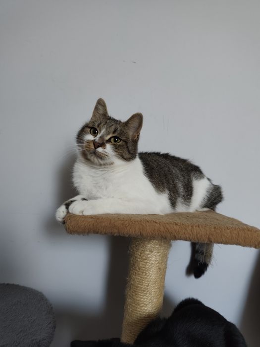 Piękna koteczka do adopcji