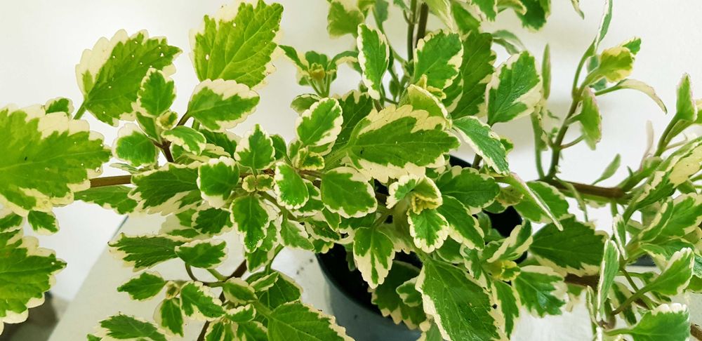 KOMARZYCA odstrasza komary mole kleszcze Plektrantus koleusowaty