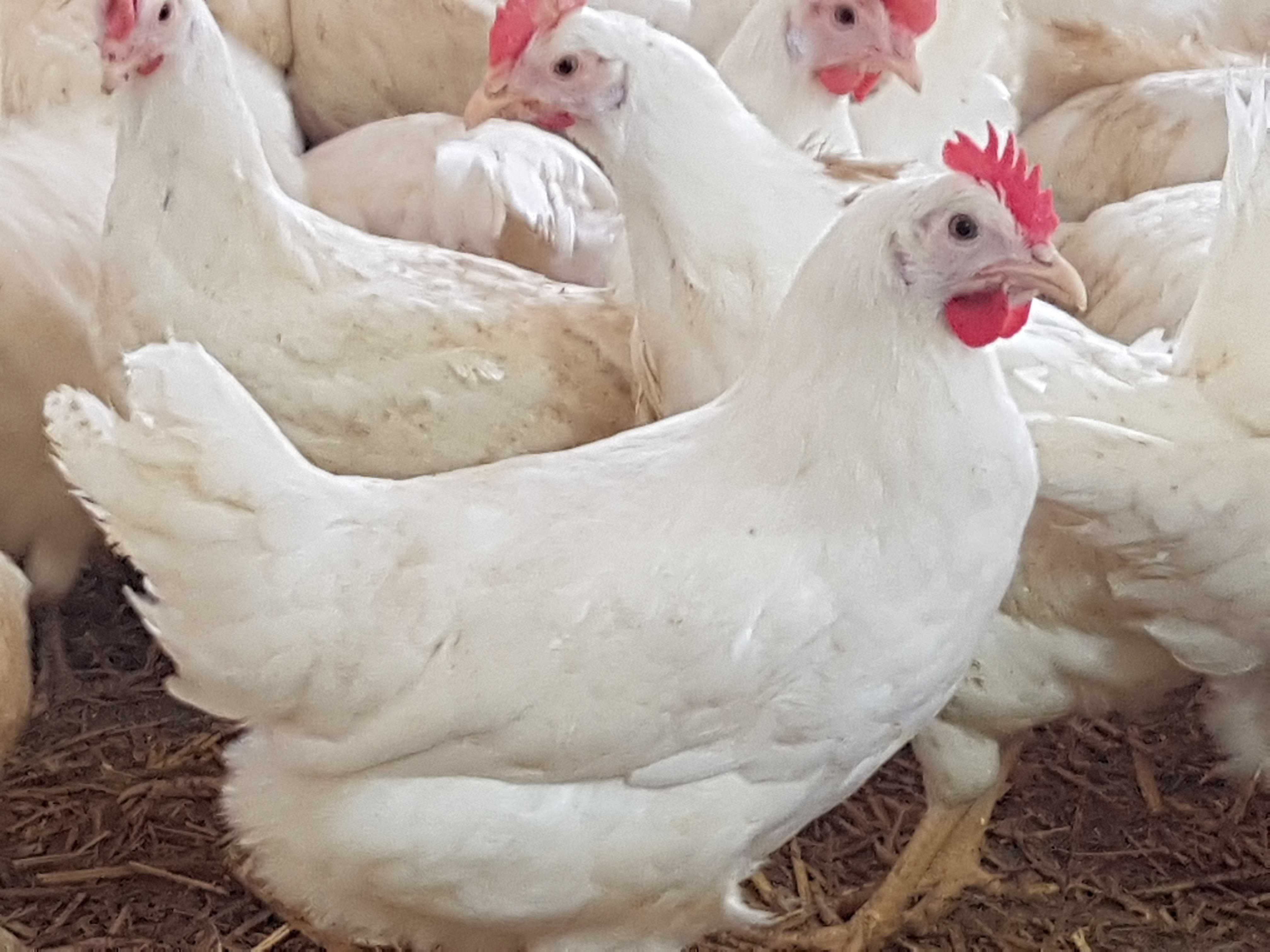Kurki kokoszki nioski odchowane Tetra biała jak leghorn