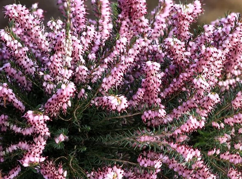 Wrzosiec bagienny, różne odmiany - 'erica tetralix' Mary, Alba,