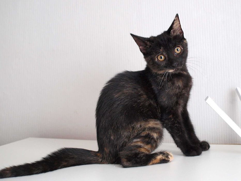 Котенок Джейн ищет дом