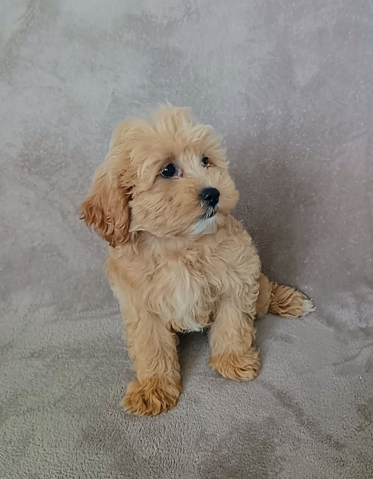 Piękna suczka Maltipoo