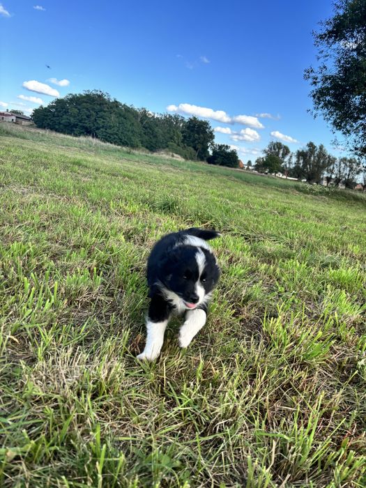 border collie piesek